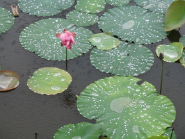 La pluie joue avec les fleurs de lotus