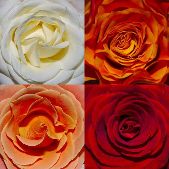 Roses3.jpg